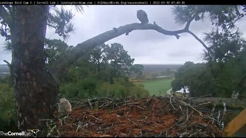 Mom Leaves-Returns as Crows Approach Nest 🦉3/10/22 07:49