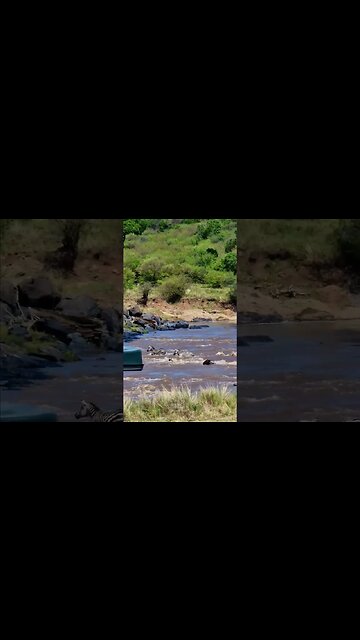 Great Migration River Crossing #shorts | #ShortsAfrica