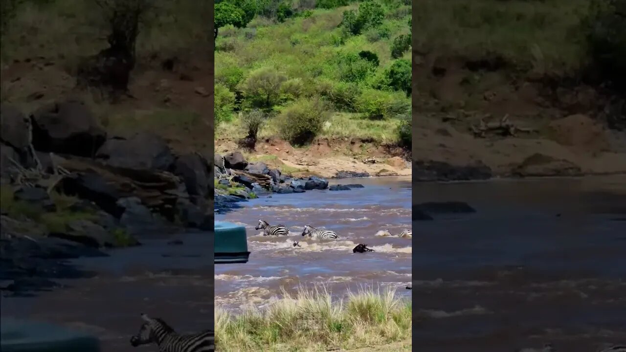 Great Migration River Crossing #shorts | #ShortsAfrica