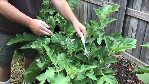 Hand pollinating veggies for best garden yield