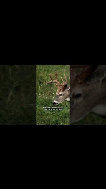 EARLY Season Whitetail Tactics