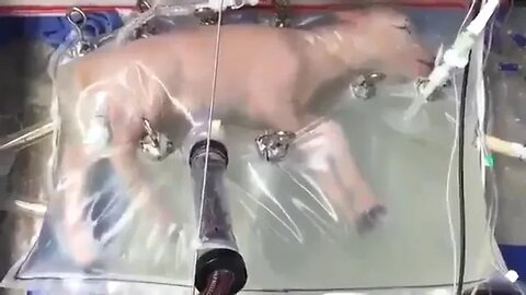 This is the artificial womb that successfully grew lamb fetuses