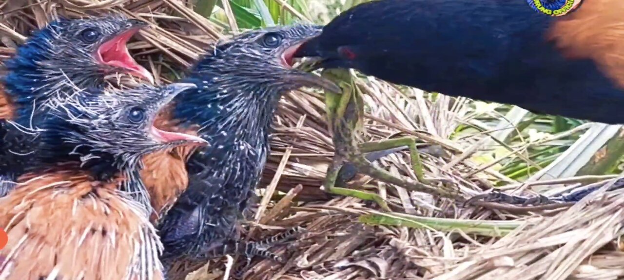 Mother bird brings back green lizard, baby bird swallows it in one gulp