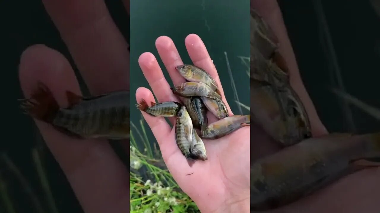 Be free BAIT FISH!