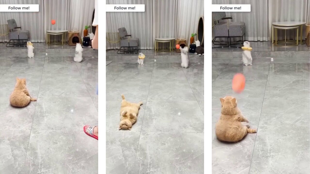 Cats playing volleyball