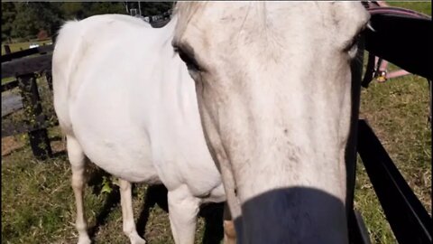 Saying Goodbye to Angel - she's returning to the people I got her from -featuring Penny and Ava