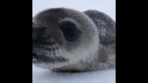 Baby Seal checking out a wildlife photographer