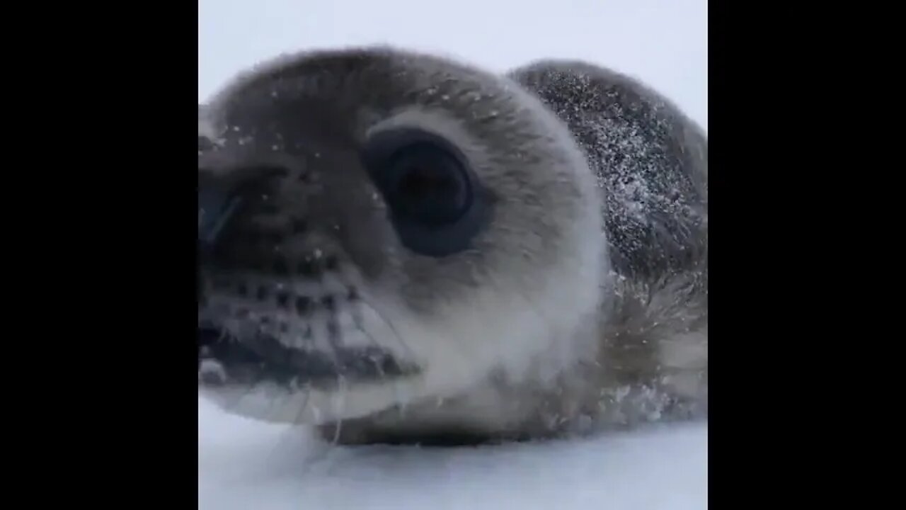 Baby Seal checking out a wildlife photographer