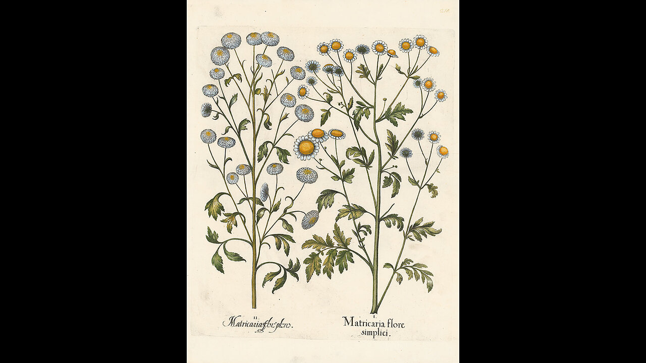 Stop Headaches FOREVER With This LITTLE KNOWN Herb