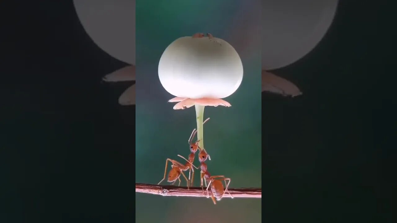 Romantic dinner with your favorite ant