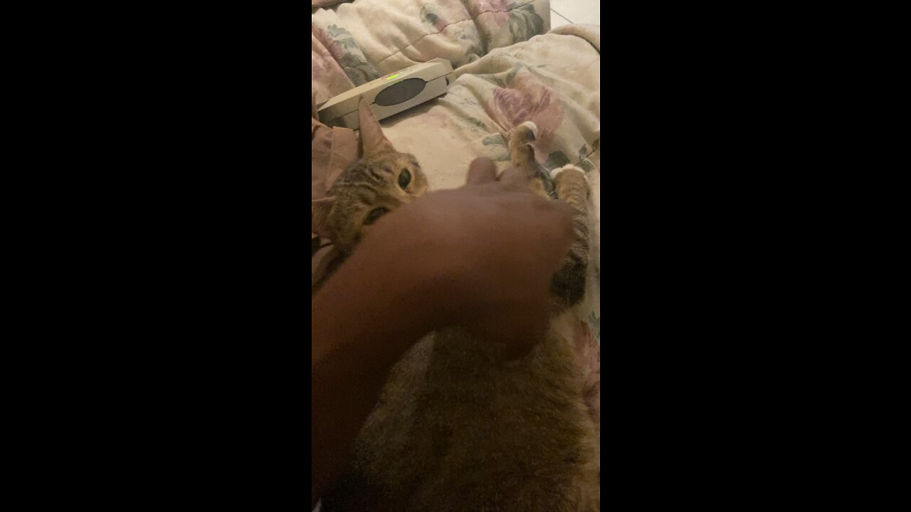 Funny cat playing with owner