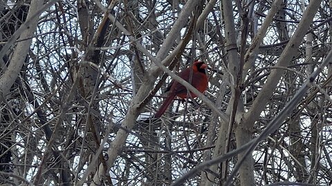 James Gardens full of Cardinals