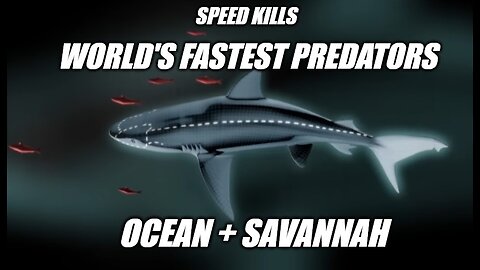 Documentary: Educational: Fastest Predators Prey: Speed Kills Oceans + Savannah - Nature Animals