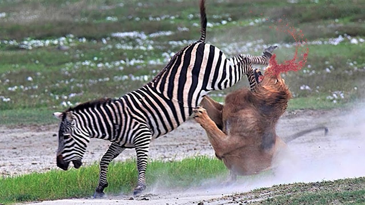 Predators Attack Wildlife documentary