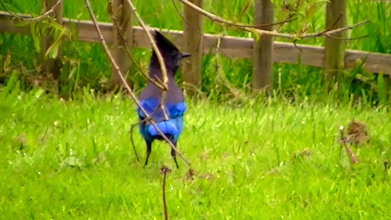 IECV NV #505 - 👀 Steller's Jay In The Backyard 4-29-2018