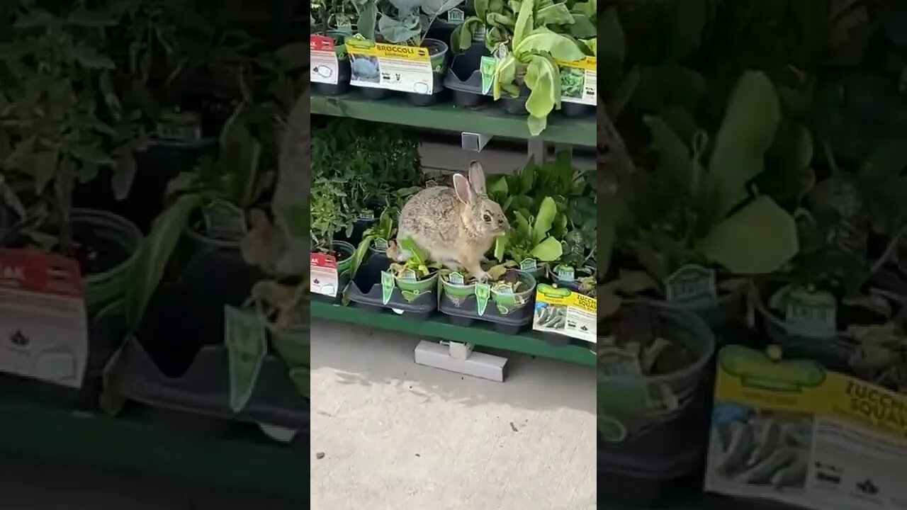 Rabbit at Walmart