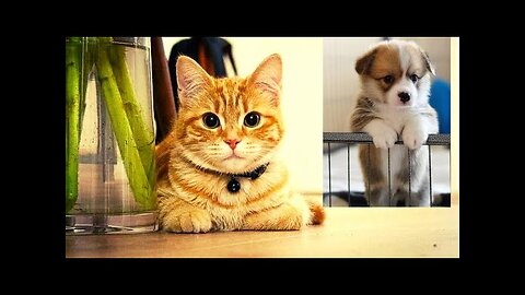 Funny & Happy Animal Planet