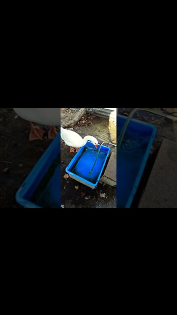 Good morning Ezra he hasn't got much to say he likes his water