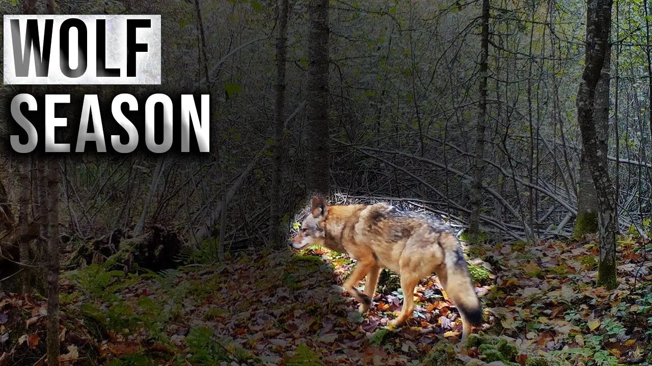 Why We Need Wolf Management