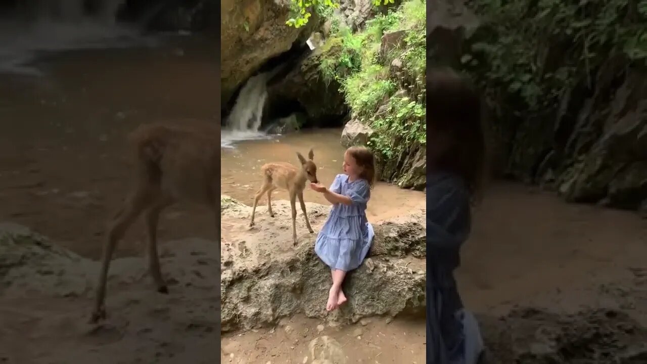 Friendship Between Little Girl And Baby Deer💕