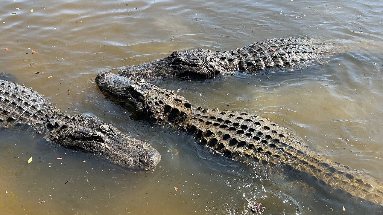 Gatorland, Orlando FL