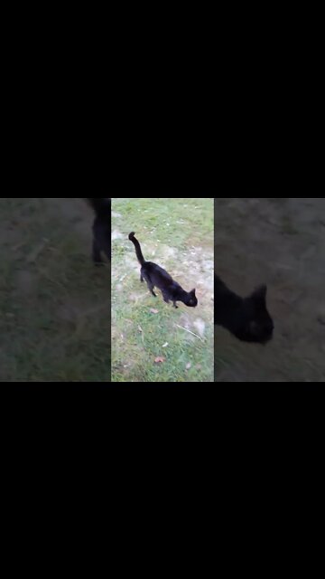 Black cat has recovered from the tick