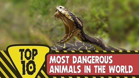 The Worlds Most Dangerous Animal