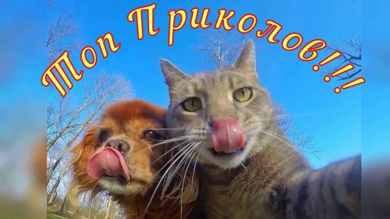 Смешные Коты 1 😻 Funny Cats 1