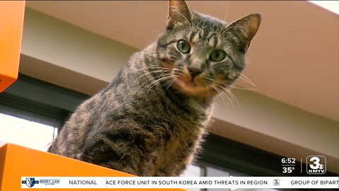 Adoption Option: Cooper and Walker at the Nebraska Humane Society