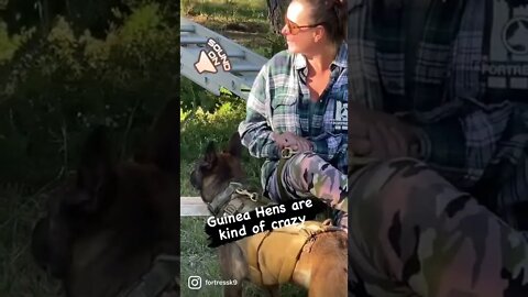 Crazy Guinea hens and Malinois puppies, oh my!