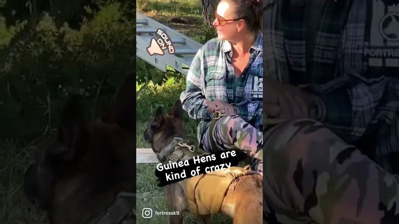 Crazy Guinea hens and Malinois puppies, oh my!
