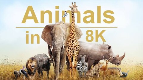 Wild Animals in 8K ULTRA HD HDR - Collection of Colorful Wild Animals II (60 FPS) || Part 3