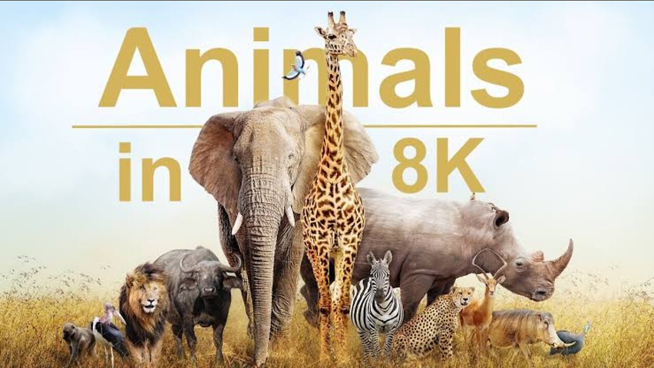 Wild Animals in 8K ULTRA HD HDR - Collection of Colorful Wild Animals II (60 FPS) || Part 3