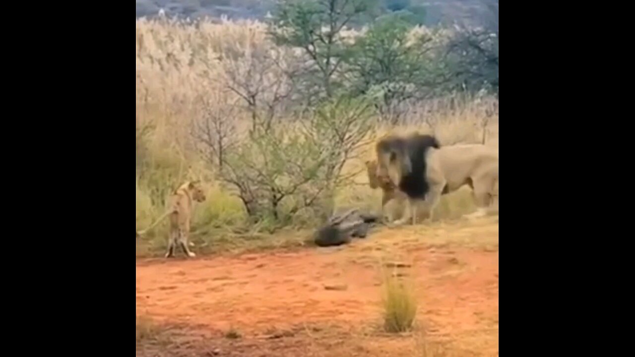 Lion Vs Crocodile Fight