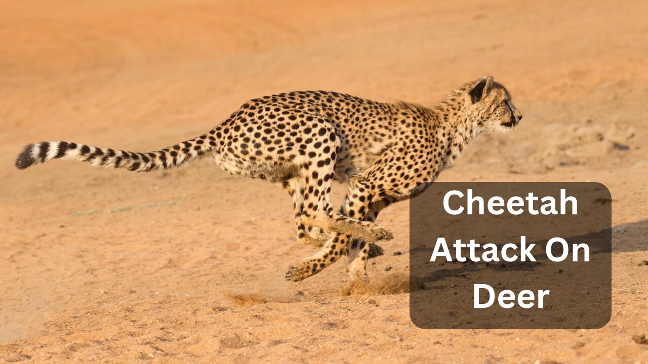 Cheetah 🐆 | Attack on | Deer 🦌 | #Cheetah #Deer