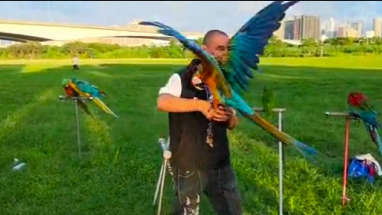 Macow Astralian parrots