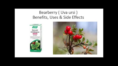 Bearberry - Uva ursi - Benefits, Uses & Side Effects