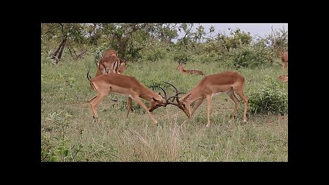 Impala Rams Fighting!!