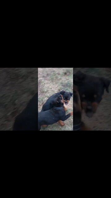 Rottweilers Lil' Eddie And Faye Had Me Up All Night! Just Fenced Off A Section Of Property Yesterday
