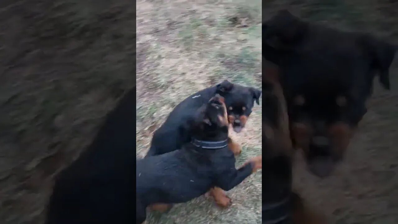 Rottweilers Lil' Eddie And Faye Had Me Up All Night! Just Fenced Off A Section Of Property Yesterday
