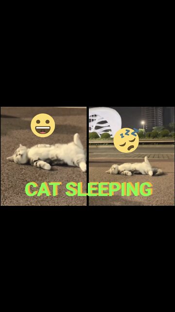 Poor cat is sleeping on the side of the road