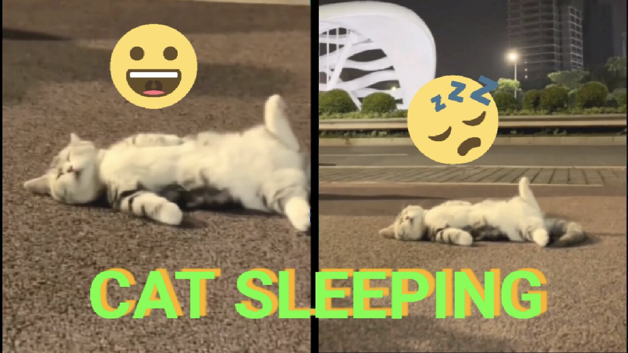 Poor cat is sleeping on the side of the road