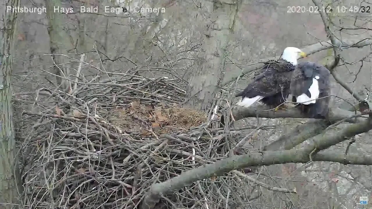 Hays Eagles Mating 2 12 2020