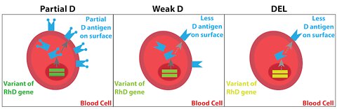 The RH Negative Blood Type: Weak D and Partial D Part 2