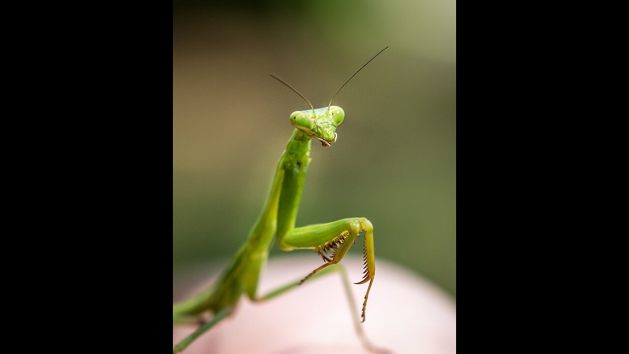 LET THEM EAT BUGS