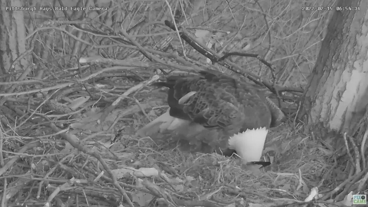 Hays Eagles Dad sees Egg 2 for first time and incubates 2022 02 15 08 6:53am