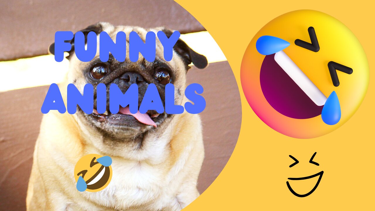 Try not to laugh | HILAIRIOUS ANIMALS 😂