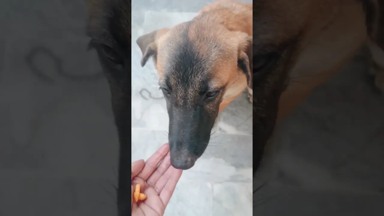 Desi German Shepherd Having KurKure | Chico The Desi GSD #shorts #germanshepherd #gsdpuppy #pets