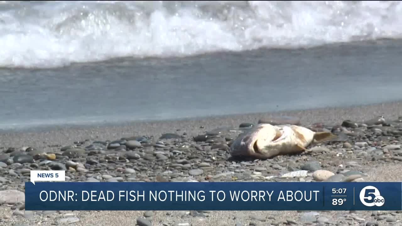 Dead fish spotted along shore in Euclid due to strong winds shifting oxygen-depleted water, ODNR says