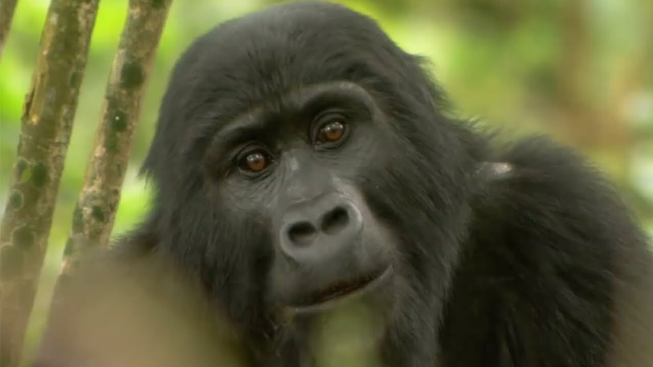 Gorilla Mating | Mountain Gorilla